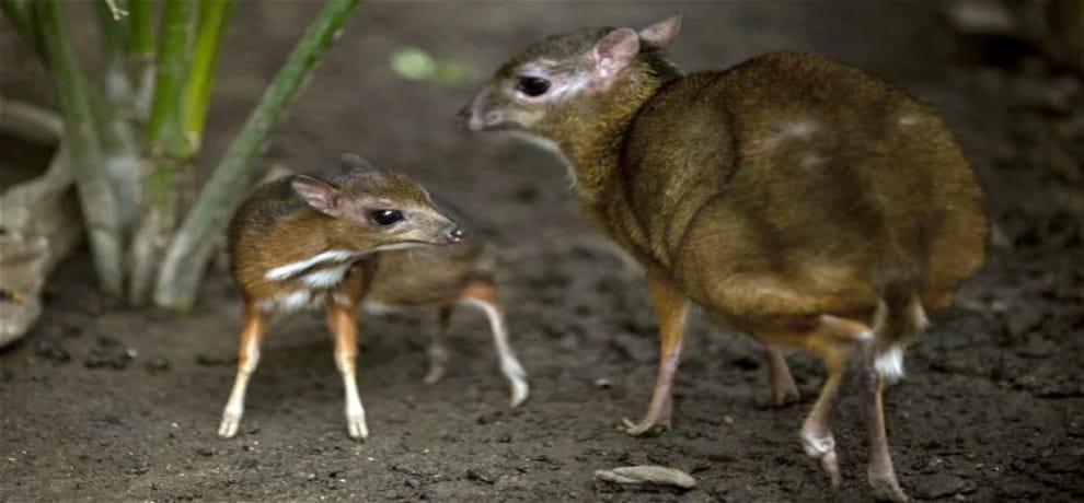 after 112 years Indian mouse deer spotted in Chhattisgarh