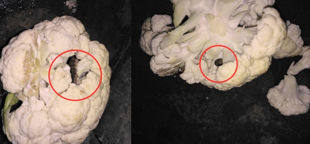 Dark Caterpillars and green worms on cauliflower