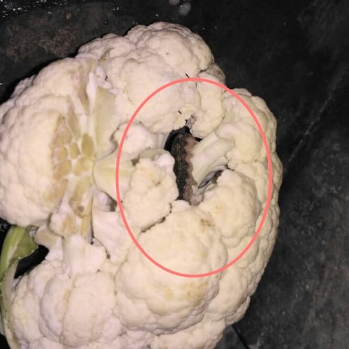 Dark Caterpillars and green worms on cauliflower