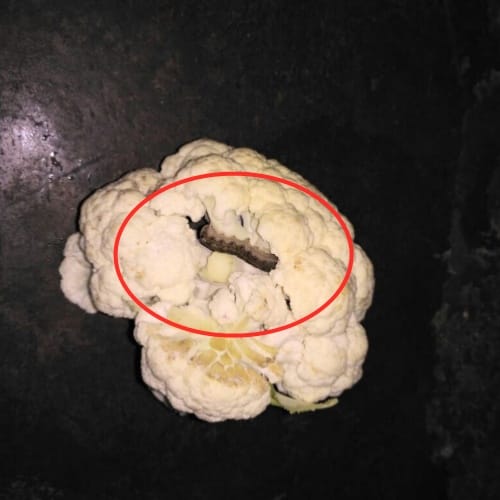 Dark Caterpillars and green worms on cauliflower