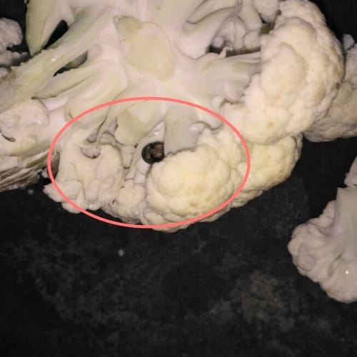 Dark Caterpillars and green worms on cauliflower