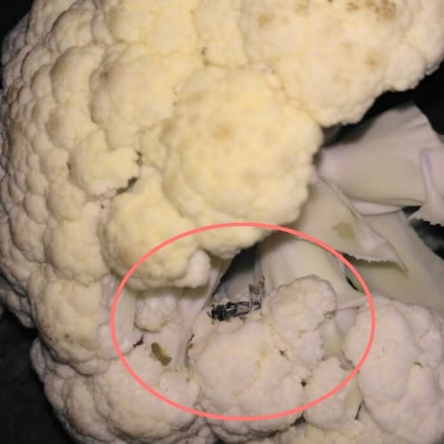 Dark Caterpillars and green worms on cauliflower