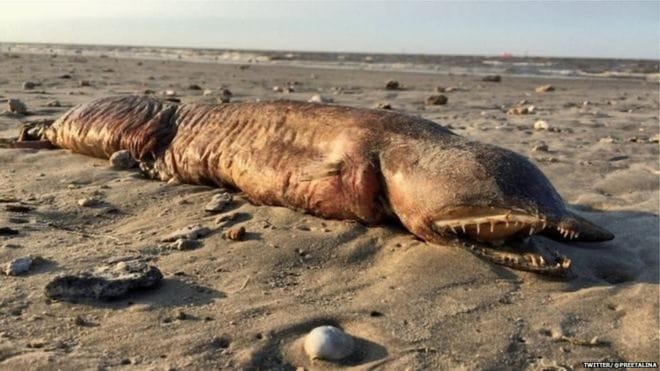 strange creature found in texas after hurricane harvey