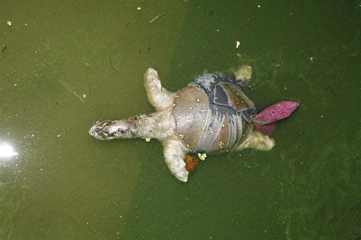 Two feet tall tortoise found dead in an immovable lake