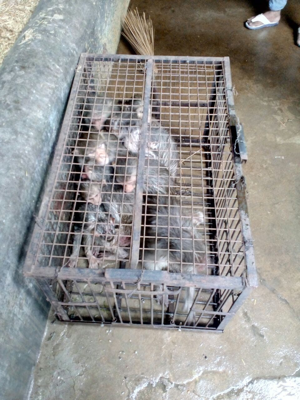 अब जल्द पकड़े जाएंगे वृंदावन के उत्पाती बंदर