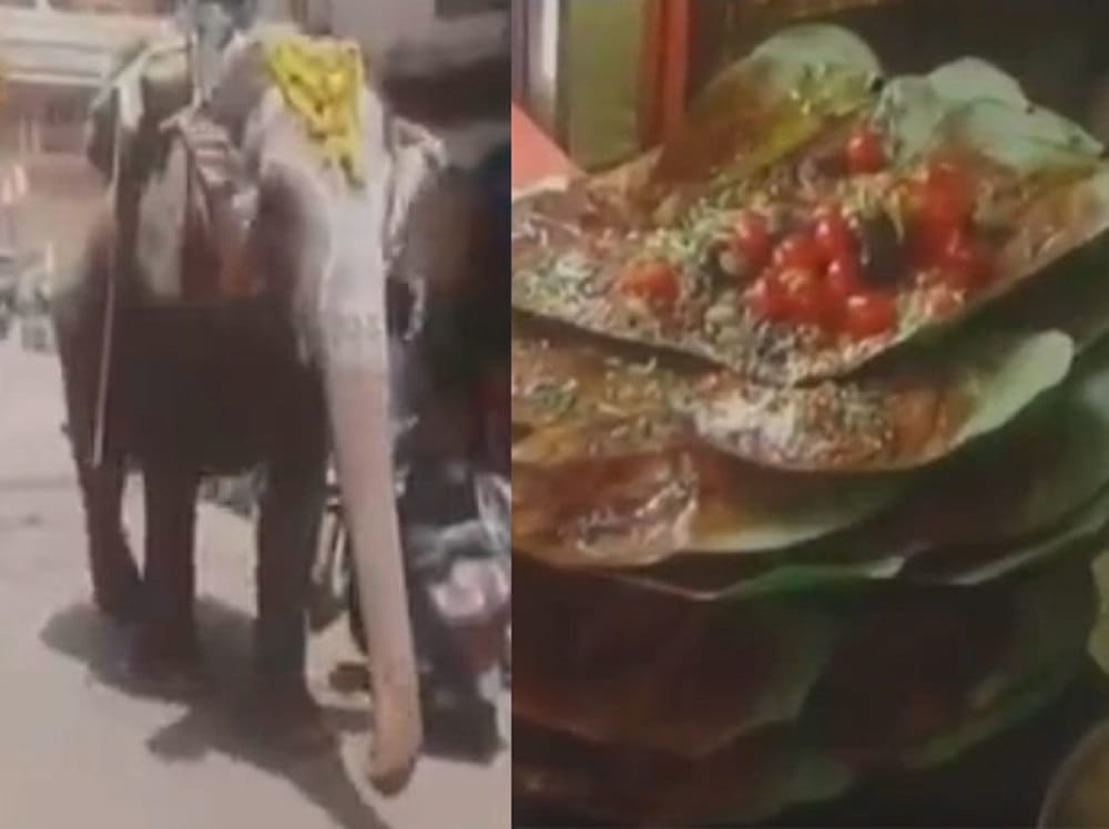 Elephant eats betel leaf paan everyday at sagar in Madhya Pradesh