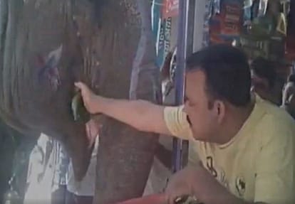 Elephant eats betel leaf paan everyday at sagar in Madhya Pradesh