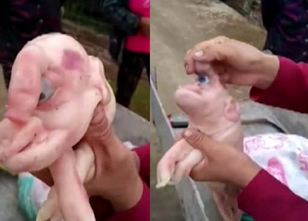 Piglet with one eye and human face born in China