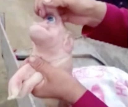 Piglet with one eye and human face born in China