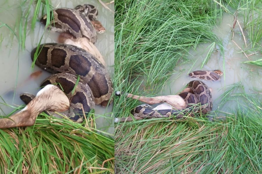 A python killed a neelgaay in faizabad.