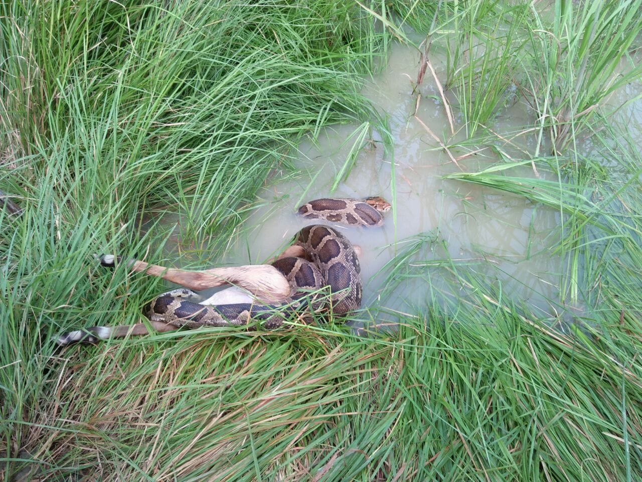 A python killed a neelgaay in faizabad.