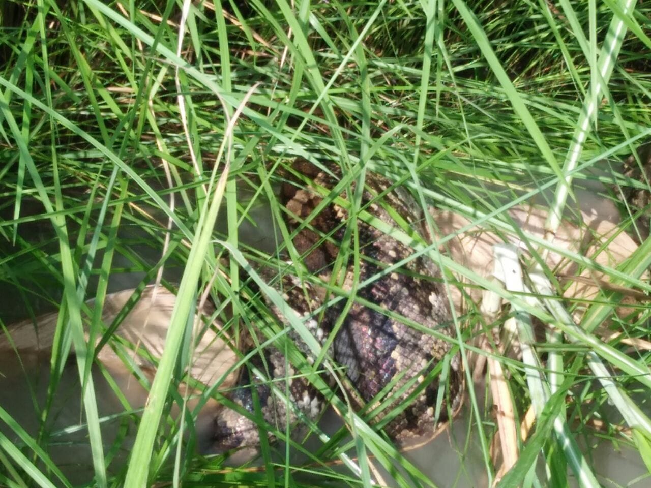 A python killed a neelgaay in faizabad.
