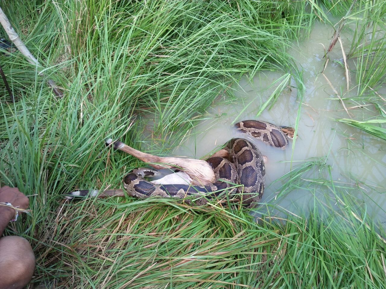 A python killed a neelgaay in faizabad.