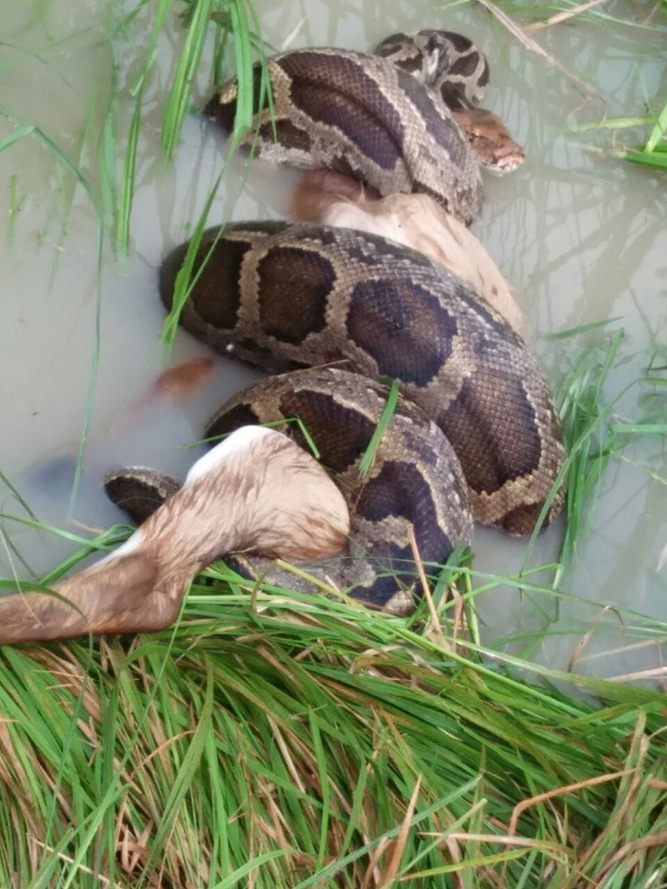 some interesting facts about snakes