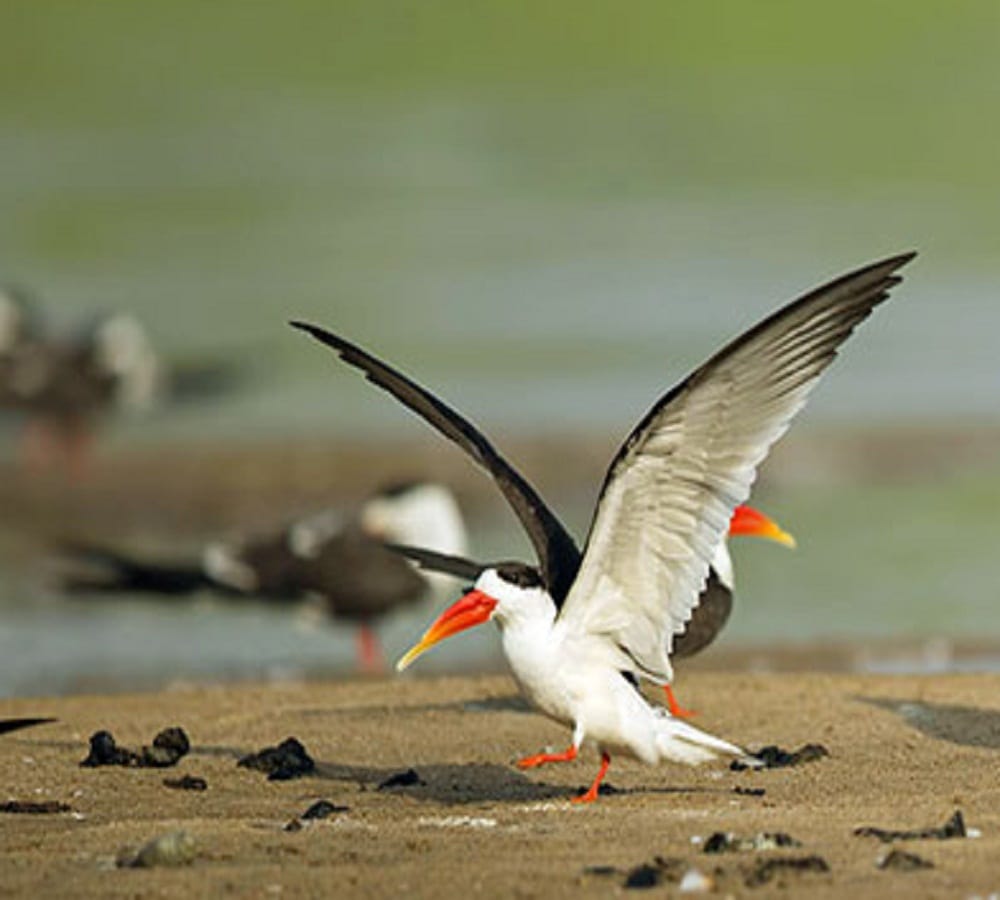 In this festive season visit these places which is near by Delhi NCR 