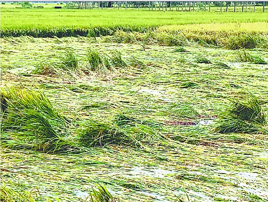 Due to the loss of paddy cultivation in 250 hectares