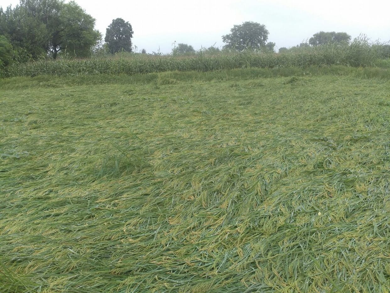 ... forced farmer to shed blood tears