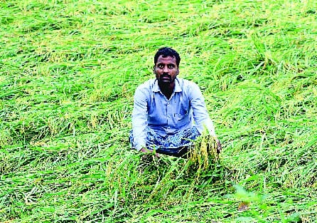 Due to continuous rain, the farmers are devastated.