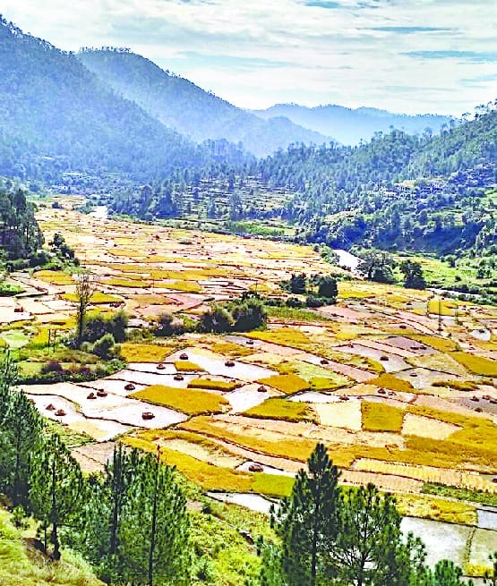 Paddy harvesting in Borarow Valley