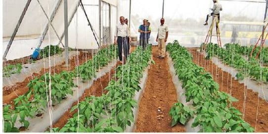 Badayun will be the center of organic farming