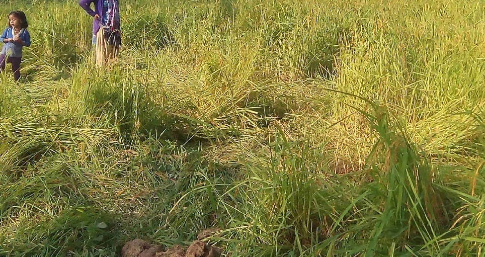 elephants destroyed crops at the feild