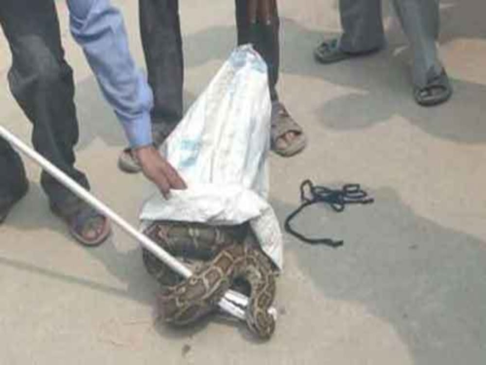 Big Python found in atm room