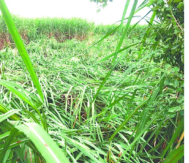 Hundreds of acres of crop damage, yet no survey