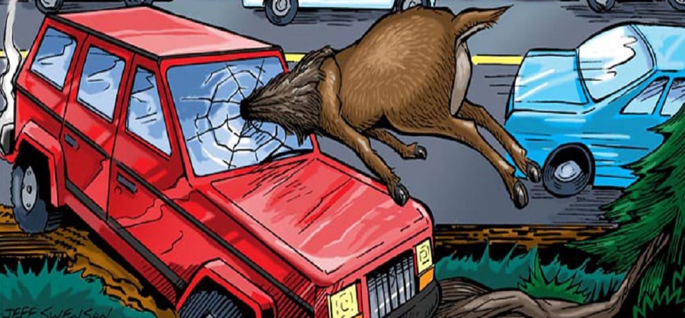 up 4 dead and 5 injured after a Car collide with an animal in Mathura