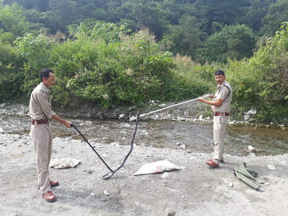Giant cobra found in vegetable shop in dehradun