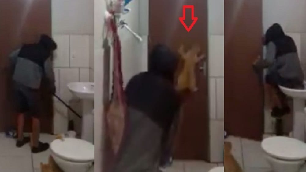 Watch Funny Video Of How Cat and Man Ran Away Seeing Rat In Bathroom