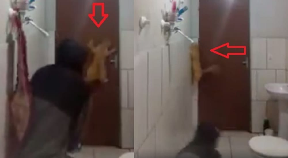 Watch Funny Video Of How Cat and Man Ran Away Seeing Rat In Bathroom