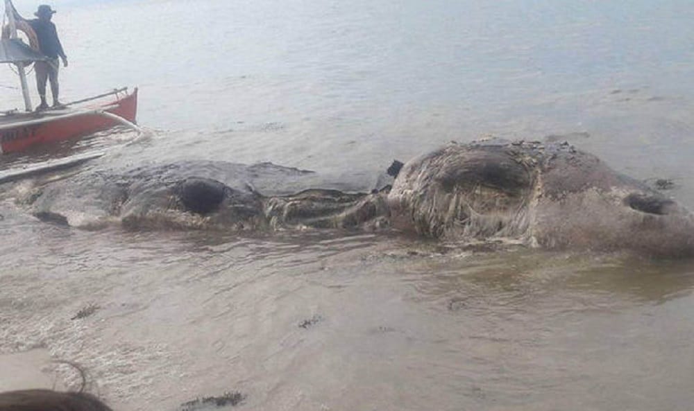 Mysterious sea creature found dead on beach in Philippines