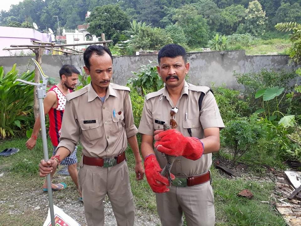 Giant cobra found in vegetable shop in dehradun
