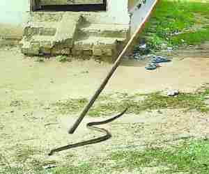 Three snakes found in school