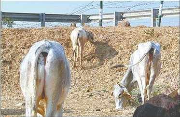 main reason of accident on yamuna expressway is this