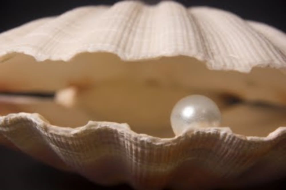 two arrested with sea oyster 