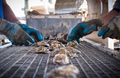 a very amazing organism is Oyster it is helpful for clean water