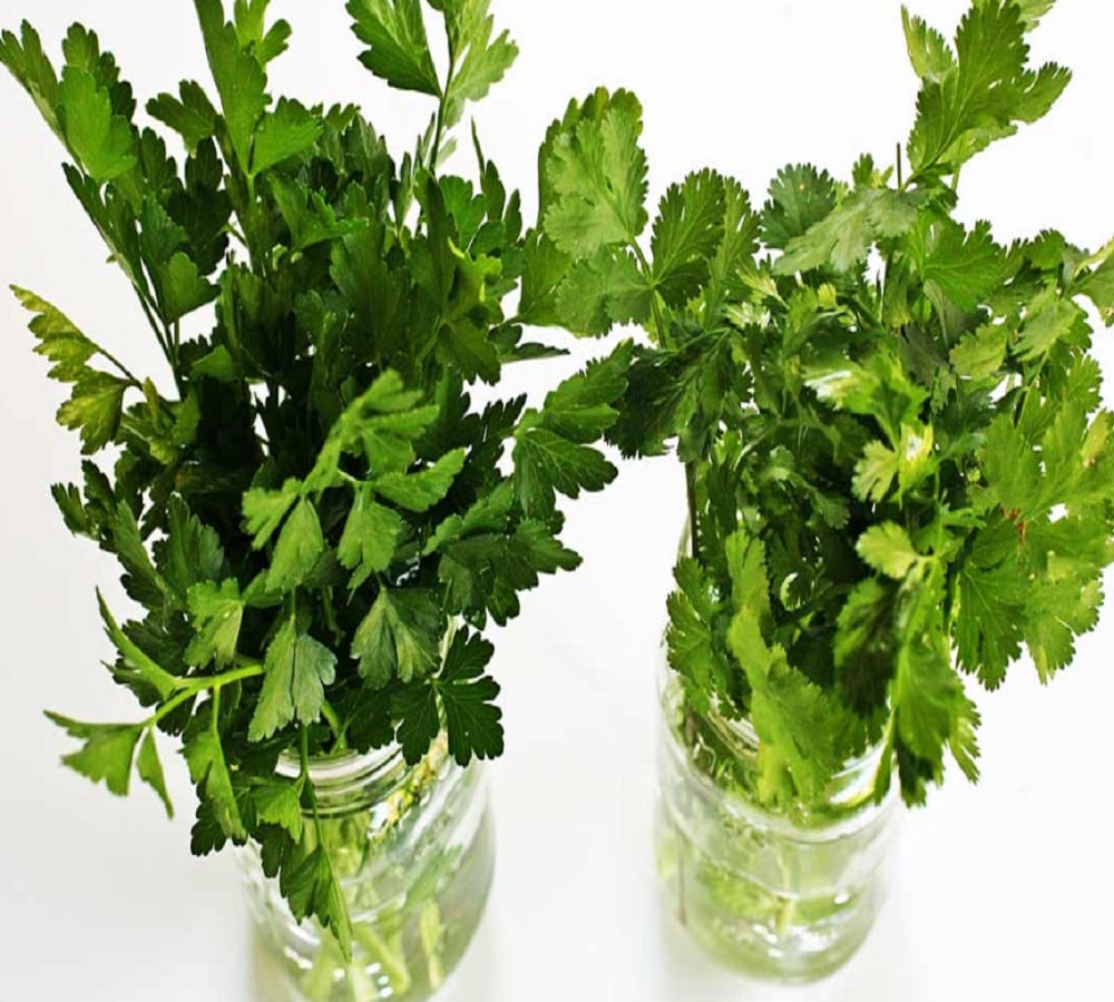 try these tips to store Coriander leaves fresh for long time