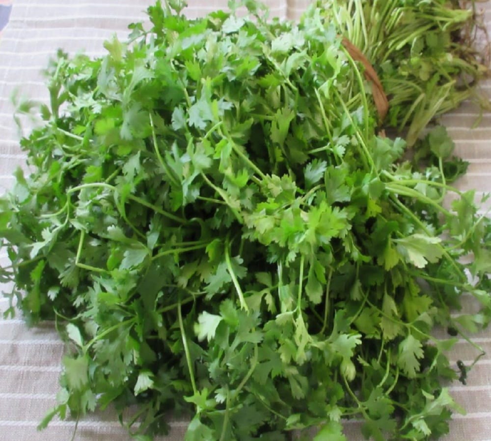 try these tips to store Coriander leaves fresh for long time