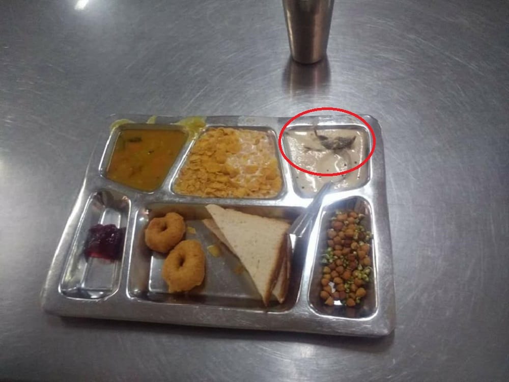 Dead Mouse Found In Food At IIT Delhi Canteen