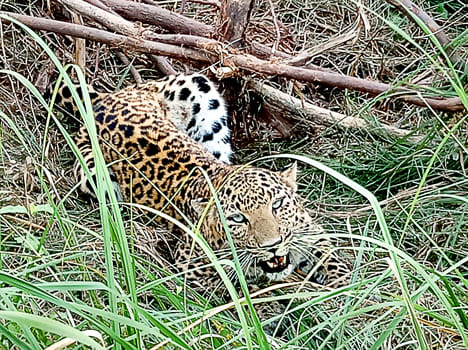 Leopard caught in saffron death in Safari park