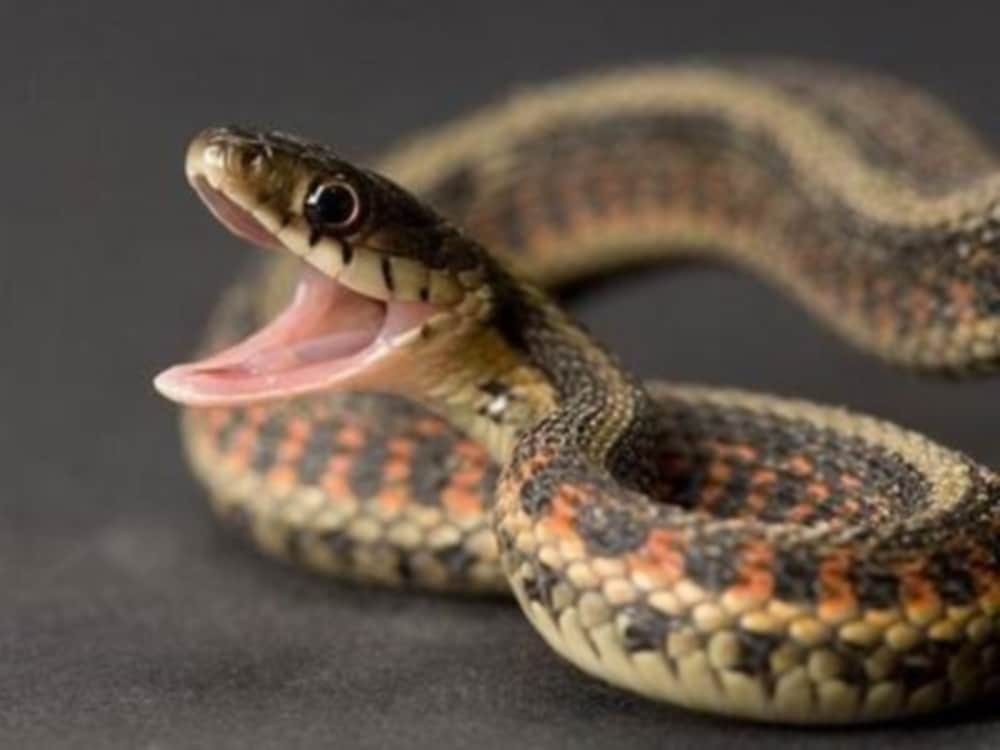 Snake found in house at midnight family in fear