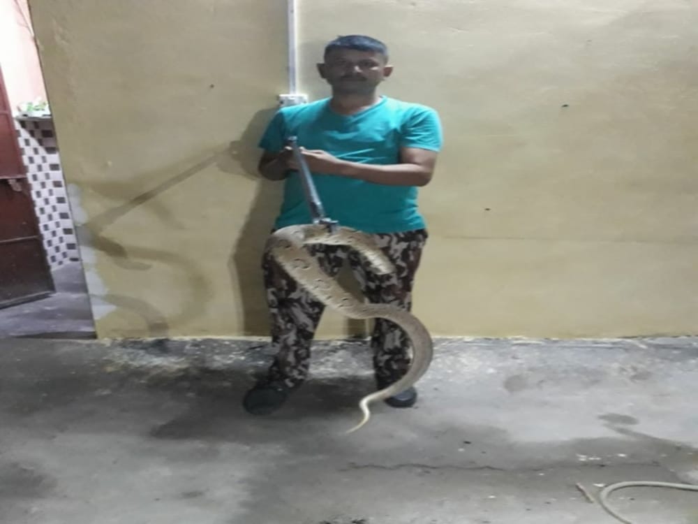 world most poisonous four russell viper snake found in office and home
