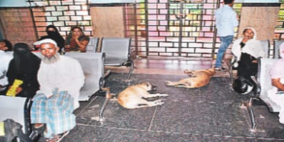 Be careful with dogs, rabies means death, such caution