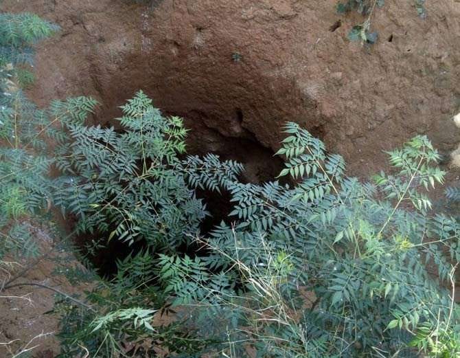 A son killed his mother in rajasthan
