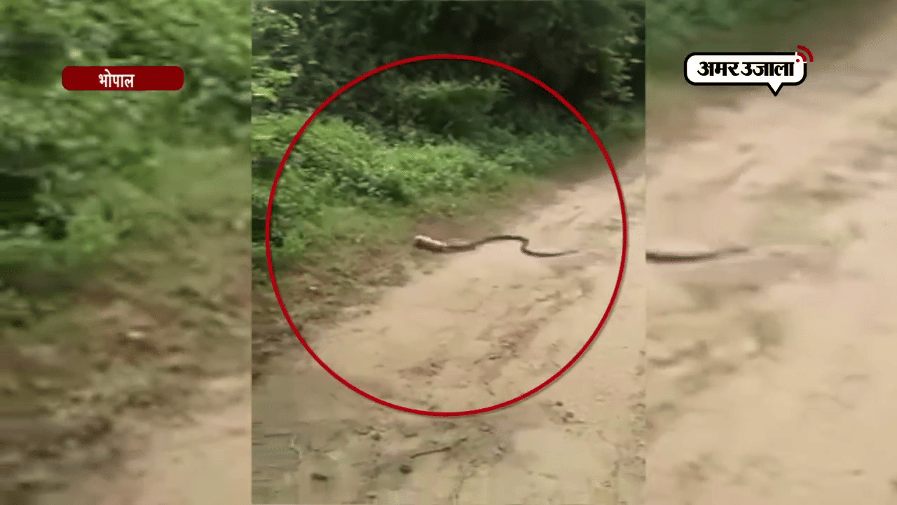 वायरल वीडियो 