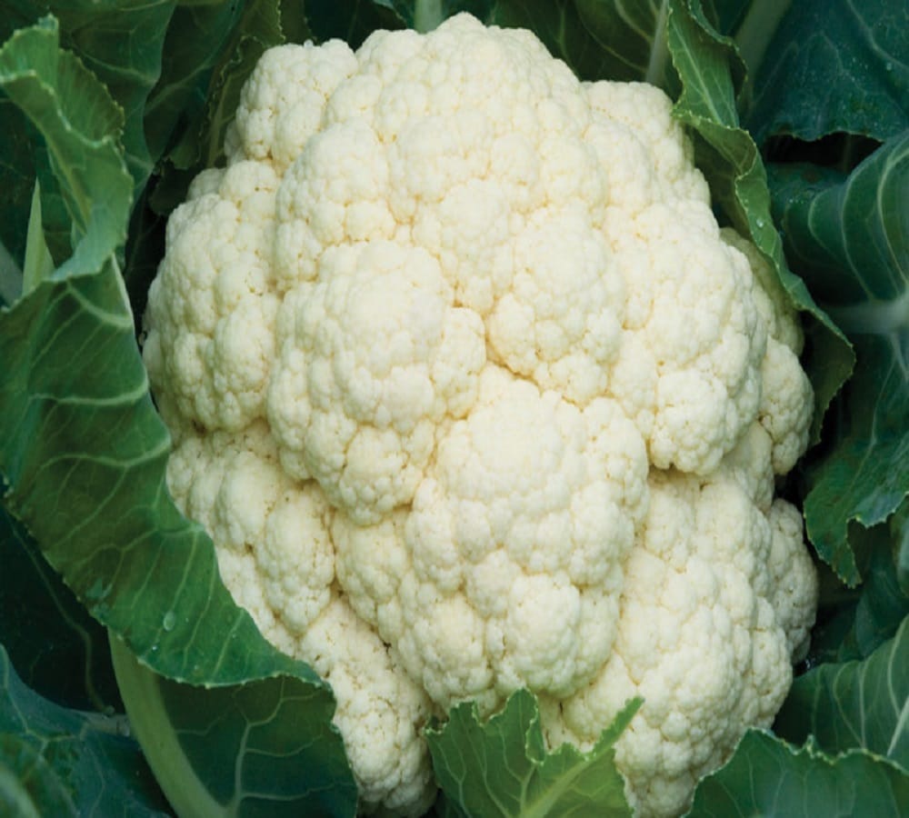 Know the health benefits of cauliflower leaves