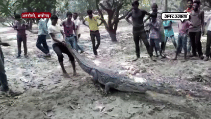 CROCODILE ENTERS IN ATRAULI VILLAGE FROM KALI RIVER CREATES CHAOS