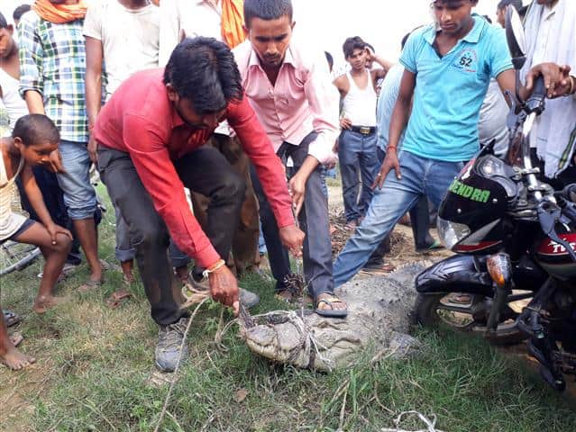 Big crocodile attack on man in sultanpur pond