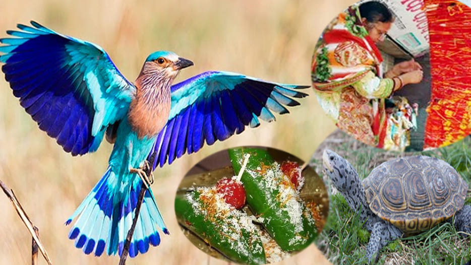 neelkanth bird turtle shami tree and pan particular importance on vijayadasami